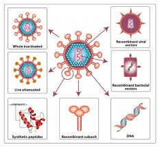 HIV vaccine development.
