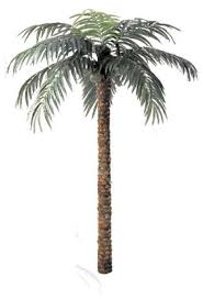 palm tree trunk