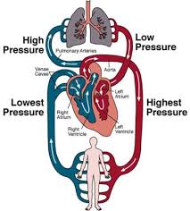 Circulatory System: