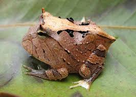 Amazon Horned Frog Picture -