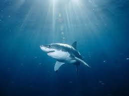 of a great white shark