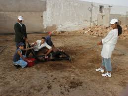 mule castration Morocco.