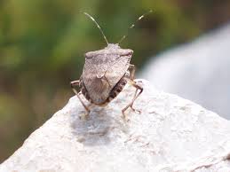 Stink Bugs in Frederick MD