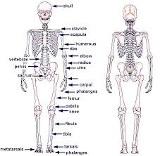 lower back skeleton