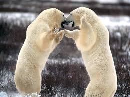 Bears - Churchill Manitoba