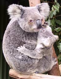 Koala's in need