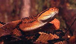 Americas largest pit viper;