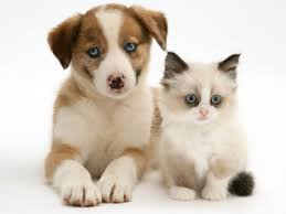 Blue-Eyed-Red-Merle-Border-Collie-Puppy-with-Birman-Cross-Kitten-Blue-Eyes-Photographic-Print-C13061316.jpeg&t=1