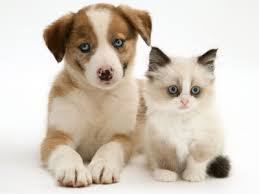 Kittens And Puppies Cute Kittens And Puppies Cute