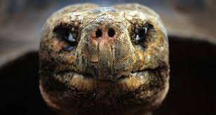 the Pinta Island Tortoise,