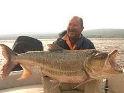 Goliath Tiger Fish Photos