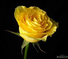 گل رز زرد رنگ