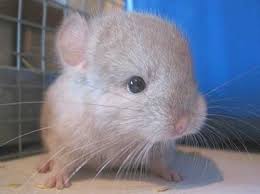 chinchillas for sale or to