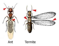 Termites