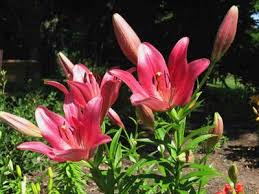 pink tiger lilies