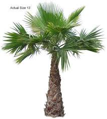 palm tree trunk