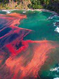 A spectacular �red tide� bloom