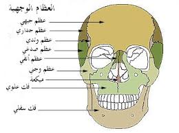 photo studying Facial_bones