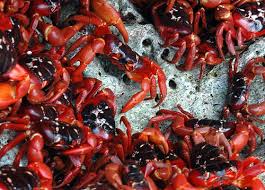 Christmas Island red crabs,