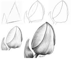 how to draw tulips