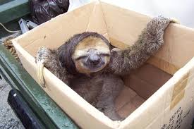 a sloth named Mindy.