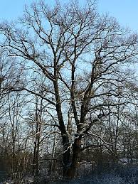Doramnt Oak Tree