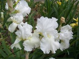زهرة السوسن White-iris-ellen-b-pate