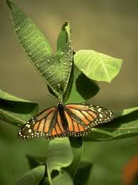 monarch butterfly egg