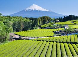 ஜப்பானின் க்யோடோ தோட்டம் Mt.-Fuji-with-tea