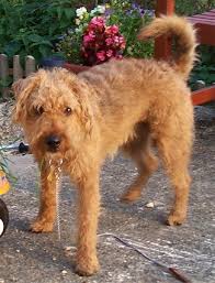Lakeland Terrier Pictures and