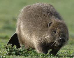 Dağ kunduzu Dağ kunduzu