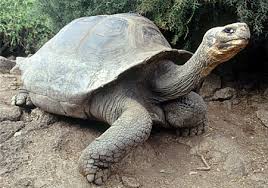 Lonesome George (George yang