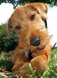 Rooster the Irish Terrier