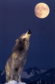 الذئب Gray-Wolf-Howling-at-Moon-Poster-C10278207