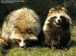 raccoon dogs