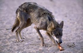 الذئب Arabianwolfinbeershevacj0