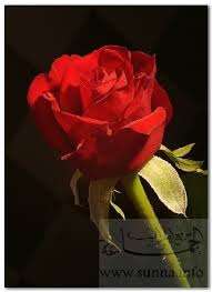 لغة الورود Rose
