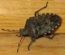 how to get rid of stink bugs?
