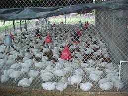 30 mil pollos o sea 0.06