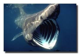 whale shark fish