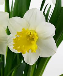 شخصيتك في الورده اللي تحبها‎ Narcis1