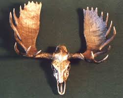 moose skulls