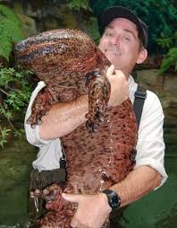 Giant Salamander: Earths