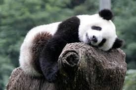 Picture of Young giant panda