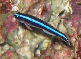 Neon Blue Goby Family: