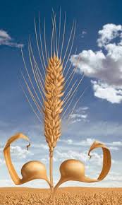 كتاب رائع عن زراعة القمح 111(5)