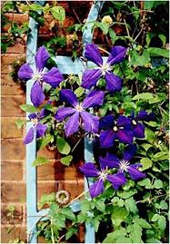 purple flower vine
