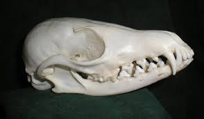 fox skull