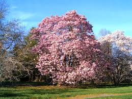 magnolia tree