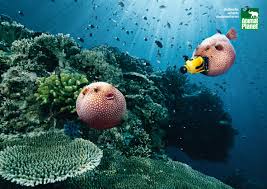 Animal Planet: Blowfish